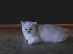 -瞄一喵猫咖(格力海岸店)