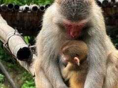 -西双版纳原始森林公园