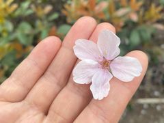 -福块儿厚切炒酸奶(销品茂店)