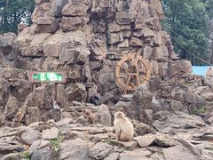 -合肥野生动物园
