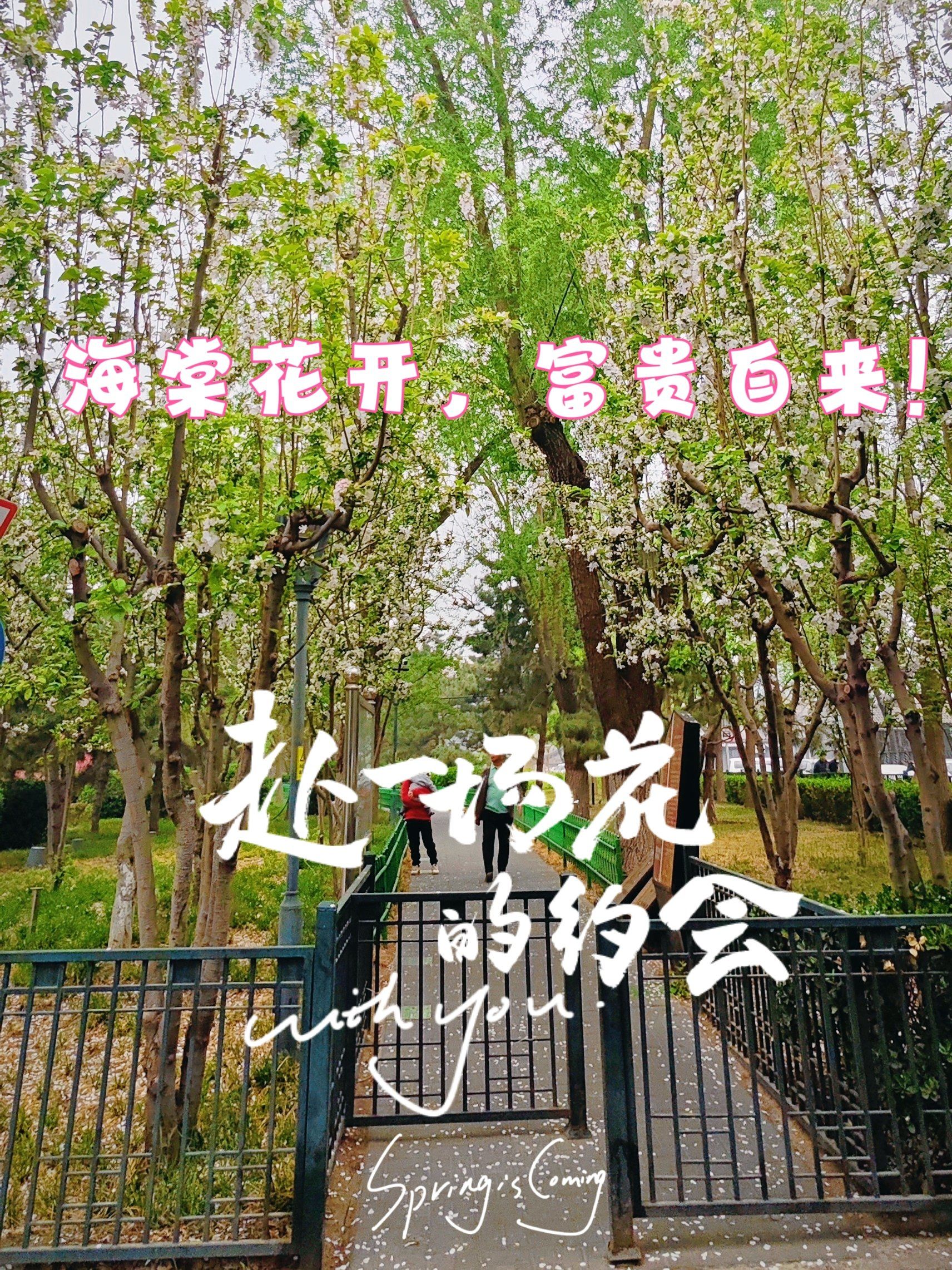 北京春日crush|顺城公园里海棠花也开好了