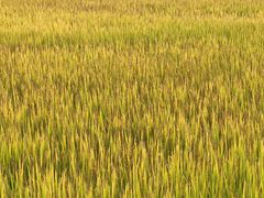 -上海佘山国家森林公园天马山园