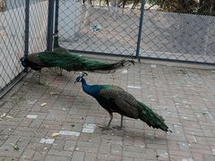 -长白岛森林公园