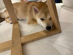 -浣熊柯尔鸭土拨鼠·电玩咖