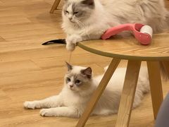 -猫咪派对(江南西店)