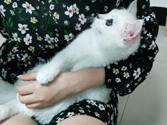 -lincat·猫舍(广州店)