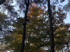 -铁山坪森林公园