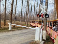 -黄海国家森林公园