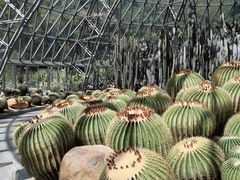 -深圳仙湖植物园