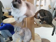 -Heymao猫咖.咖啡厅(东门店)