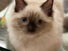 -瑞鹏宠物医院·骨科·猫科·内科(第一中心)