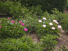-黑龙江省森林植物园