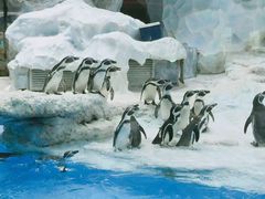 -帝企鹅自助餐厅•儿童岛•真企鹅(长隆企鹅酒店)