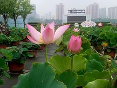 -莲花池公园