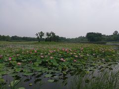 -鉴湖国家城市湿地公园