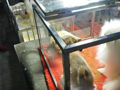 -中环花鸟鱼虫市场