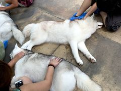 -TrueLove @ Neverland (Husky Cafe)