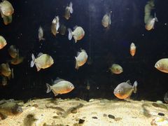-泗洪洪泽湖湿地景区