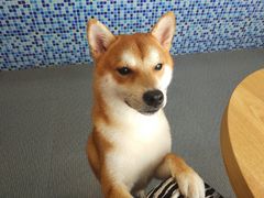 -柴源莊·柴小宠柴犬咖啡