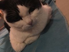 -Anne猫窝咖啡屋