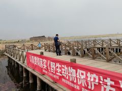 -哈素海