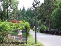 -东平国家森林公园
