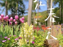-深圳仙湖植物园
