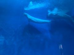 -芜湖新华联大白鲸海洋公园