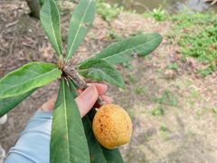 -塘栖枇杷特色园区