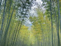 -大奇山国家森林公园
