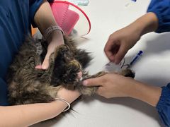 -美联众合宠物医院·爱萌分院·内外科·猫科中心