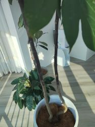 -HEYAN荷妍专业脱毛连锁机构