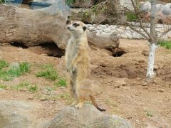 -西霞口神雕山野生动物世界
