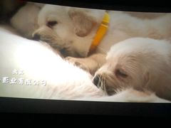 -万象影城(石家庄万象城IMAX激光店)