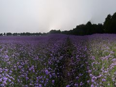 -北纬44度·金珠花海休闲农业旅游景区