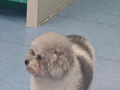 -博特宠物医院24h犬猫全科.骨科·异宠