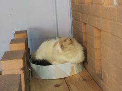 -喵屿·大理花园猫咖