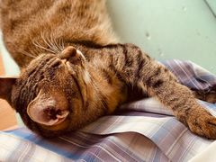 -猫在这儿猫咪咖啡馆·撸猫馆