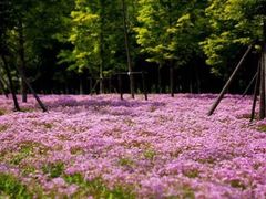 -白塘生态植物园
