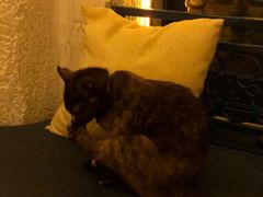 -Sirena海妖日咖夜酒