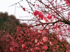 -重庆彩云湖湿地公园