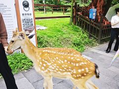 -武陵山森林公园
