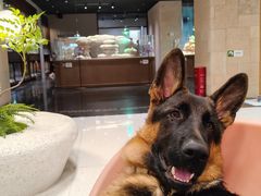 -帕帕拉兹宠物(亚洲旗舰店)