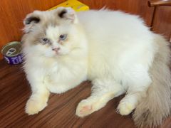 -楼上猫咖(罗湖店)