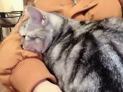 -猫友咖啡店(玉林西路店)