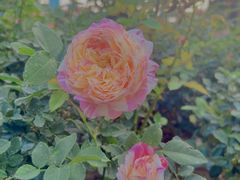 -人民公园(罗湖区)