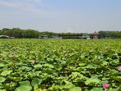 -石家庄市植物园