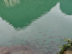 -靖西鹅泉风景区