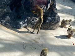 -长白岛森林公园