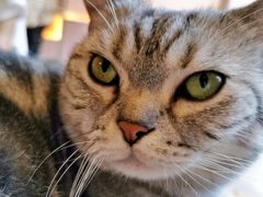 -猫儿山۰猫主题餐厅